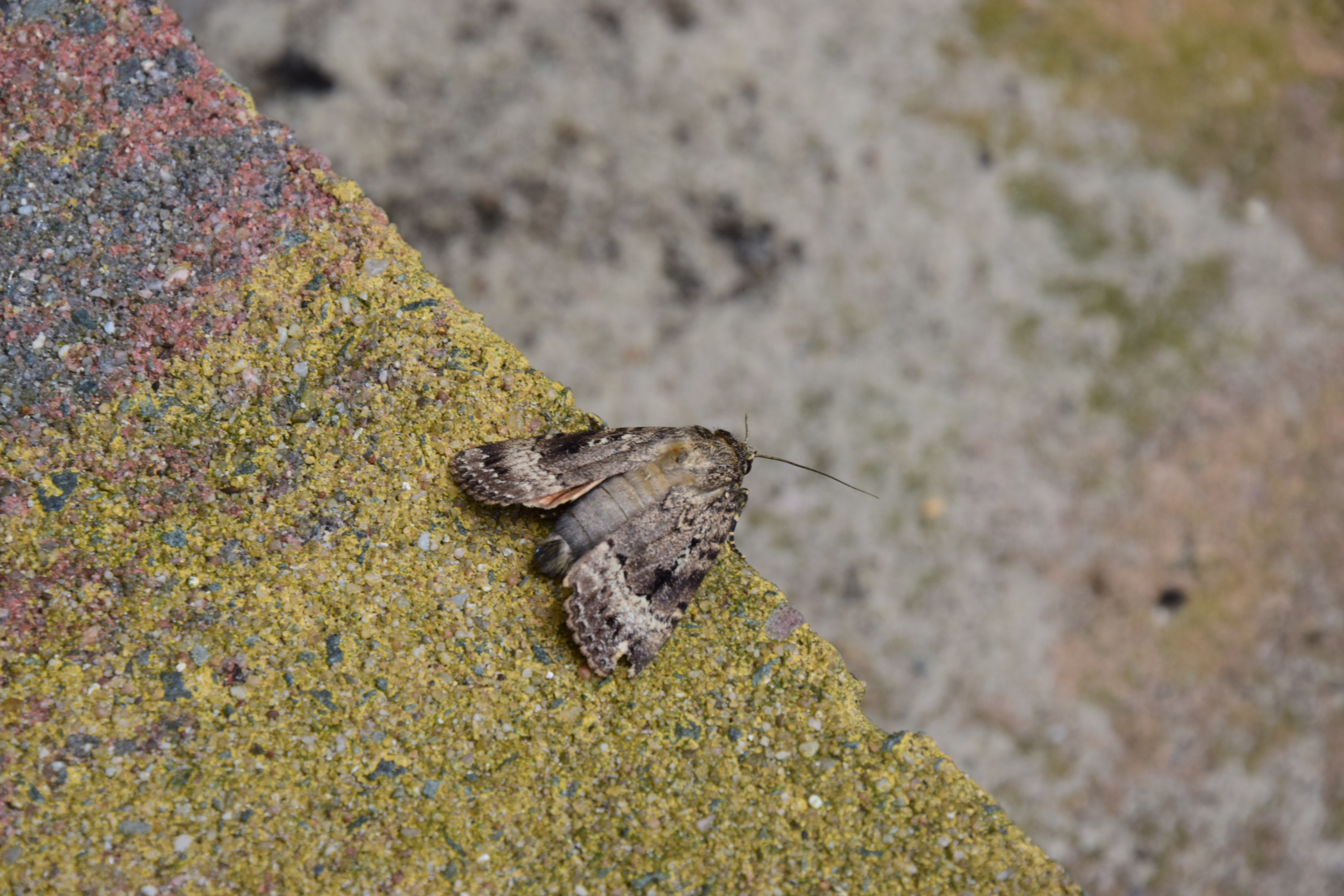 Onbekend motje, wie helpt me bij de determinatie